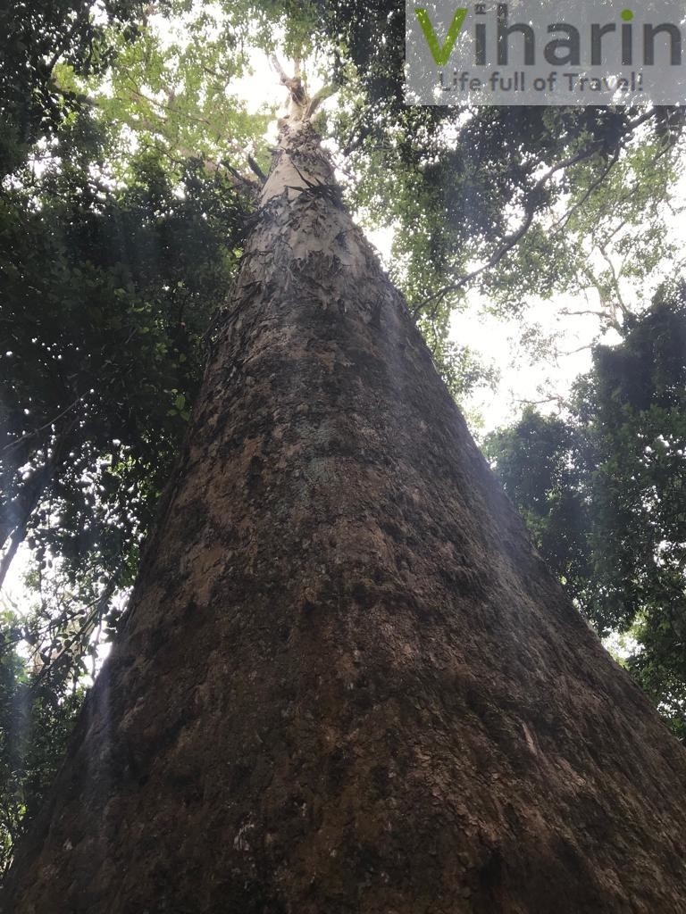 Eucalyptus Tree at Tambourine National Park