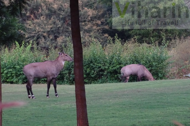 Hybrid of Neelgai and Horse