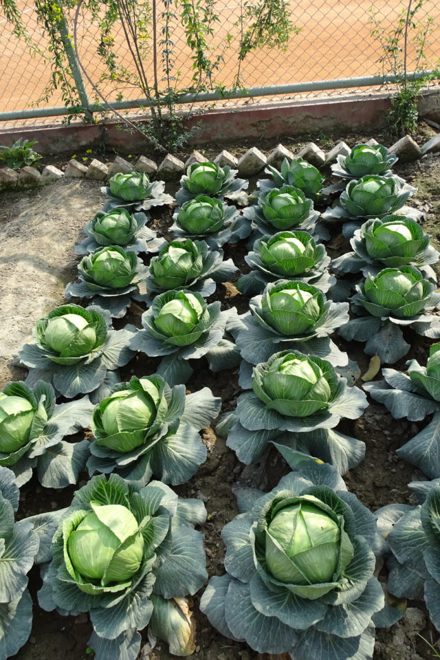 Cabbage