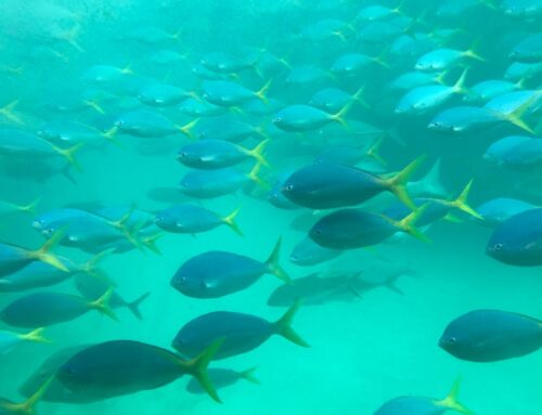 Trip to Coral reefs in Submarine in Australia that can’t be missed