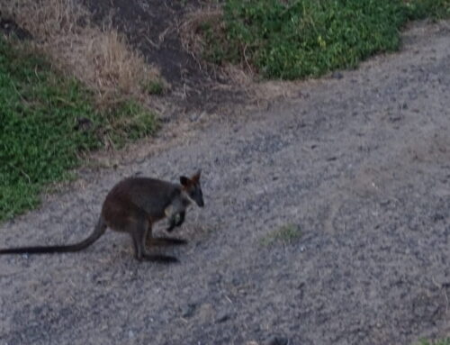 How affectionate and caring are Penguins and Kangaroos in Australia!