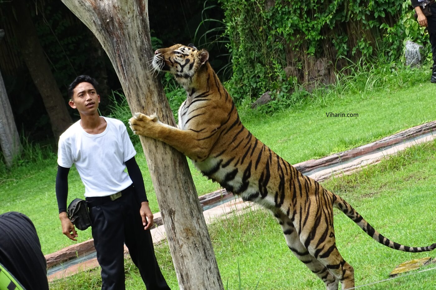 White Tiger : 5 Things you Need to Know - Taman Safari Bali